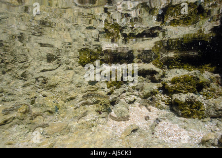 La ligne pointillée Blenniella blennies interrupta Ailuk Pacifique Îles Marshall atol Banque D'Images