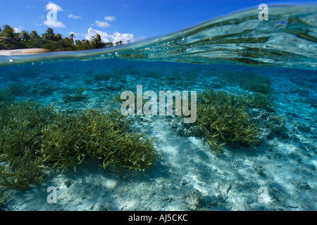 Deux images du corail Acropora sp staghorn et l'île inhabitée de l'atoll du Pacifique Îles Marshall Ailuk Banque D'Images