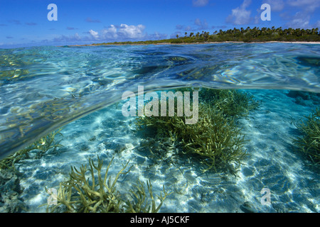 Deux images du corail Acropora sp staghorn et l'île inhabitée de l'atoll du Pacifique Îles Marshall Ailuk Banque D'Images