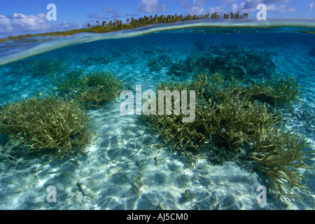 Deux images du corail Acropora sp staghorn et l'île inhabitée de l'atoll du Pacifique Îles Marshall Ailuk Banque D'Images