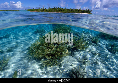 Deux images du corail Acropora sp staghorn et l'île inhabitée de l'atoll du Pacifique Îles Marshall Ailuk Banque D'Images