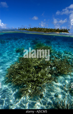 Deux images du corail Acropora sp staghorn et l'île inhabitée de l'atoll du Pacifique Îles Marshall Ailuk Banque D'Images