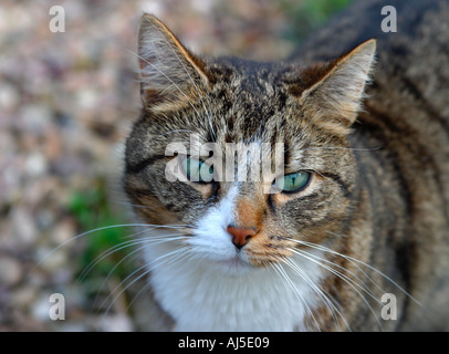 L'œil attentif, animal, chat tigré dans le jardin Banque D'Images