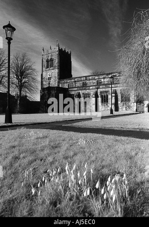 Perce-neige de printemps et à Saint Stephens churchyard, Kirkby Stephen, Cumbria Banque D'Images