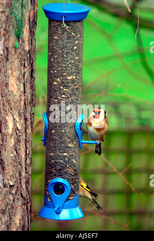 Chardonneret se nourrit de graines de tournesol Banque D'Images