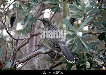 Oiseau sur branche d'arbre en bois sur près de Cape Byron Byron Bay NSW Australie Nouvelle Galles du Sud Banque D'Images