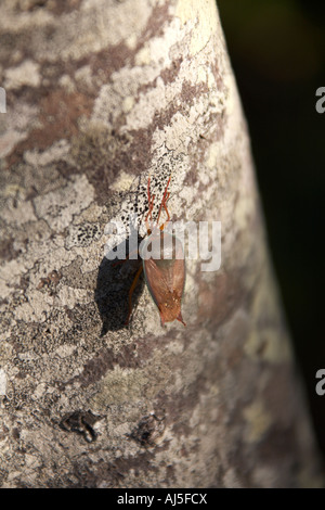 Bug sur l'arbre en Byron Bay NSW Australie Nouvelle Galles du Sud Banque D'Images