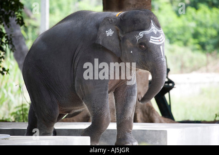 Sathya Gita. Sathya Sai Baba est jeune éléphant. Puttaparthi, Andhra Pradesh, Inde Banque D'Images