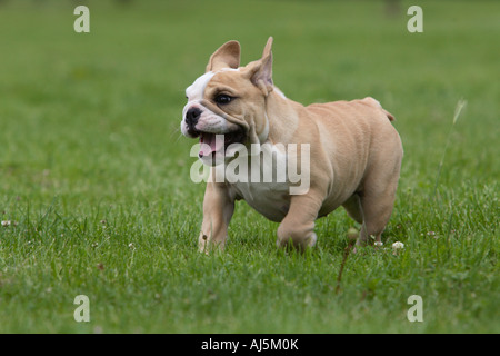 12 semaines chiot Bouledogue anglais tournant Banque D'Images