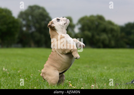 12 semaines chiot Bouledogue anglais debout sur ses pattes Banque D'Images