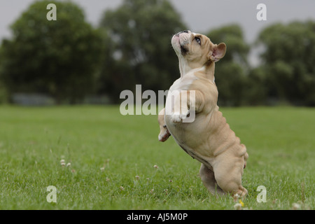 12 semaines chiot Bouledogue anglais debout sur ses pattes Banque D'Images