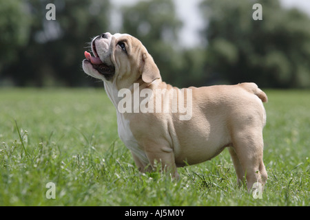 12 semaines chiot Bouledogue Anglais Banque D'Images