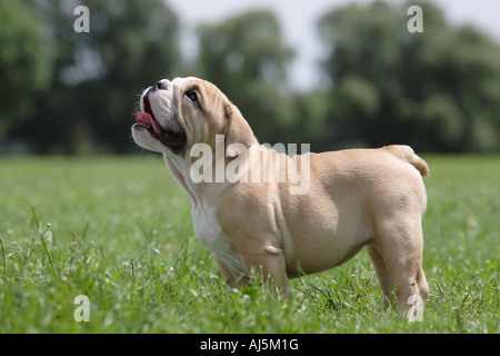 12 semaines chiot Bouledogue Anglais Banque D'Images