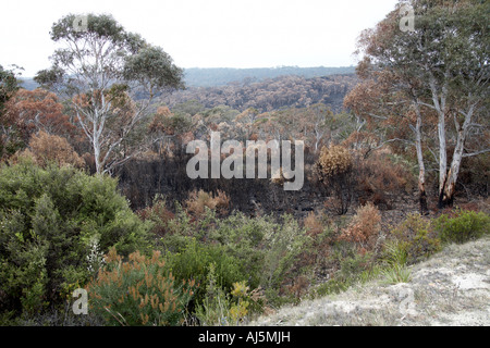Brûlé ou brûlées de la gomme ou d'eucalyptus des feux de forêt près de Lithgow dans les Blue Mountains NSW Australie Nouvelle Galles du Sud Banque D'Images