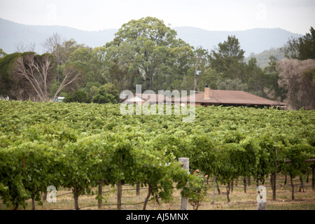 La vigne et le raisin dans les vignobles près de faillite en Hunter Valley zone viticole de la Nouvelle Galles du sud , Australie Banque D'Images