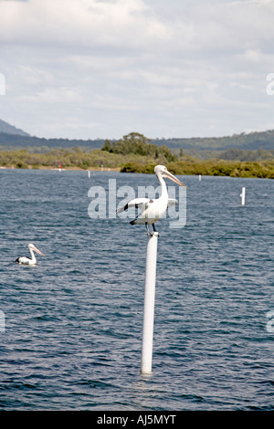 Oiseau Pelican debout sur la navigation en bois post le Myall, près de Port Stephens de Hawks Nest NSW Australie Nouvelle Galles du Sud Banque D'Images