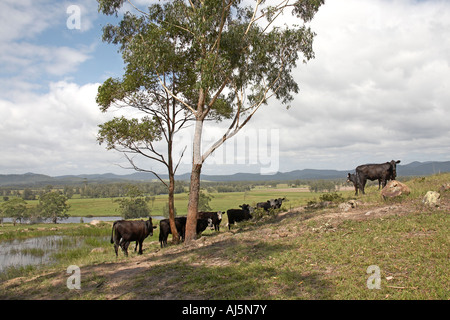 Les vaches et les porcs avec Myall River dans le pittoresque paysage agricole agricole près de Buladelah Nouvelle Galles du sud , Australie Banque D'Images