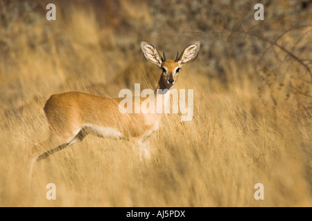 Steenbok se tenait dans l'herbe de la savane profonde Banque D'Images