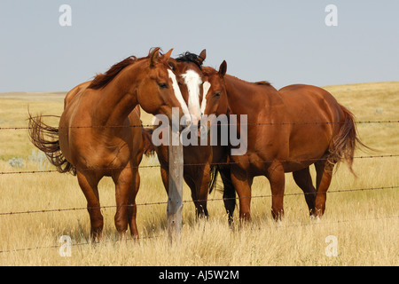 Trois chevaux hudle ensemble le long d'une clôture sur les prairies du sud de la Saskatchewan Canada Banque D'Images