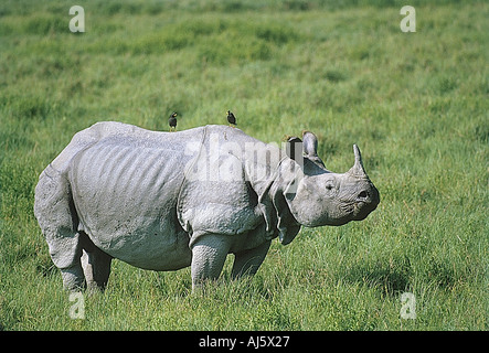 L'asiatique Unicornis Rhinocero Assam en Inde Kaziranga Wildlife Sanctuary Banque D'Images