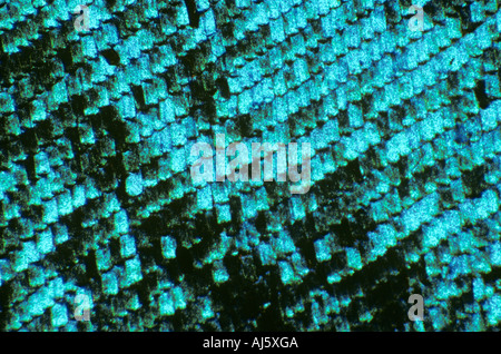 Morpho butterfly wing scales Banque D'Images