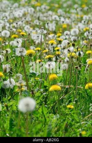 Les pissenlits dans les semences - Taraxacum vulgaria. Banque D'Images