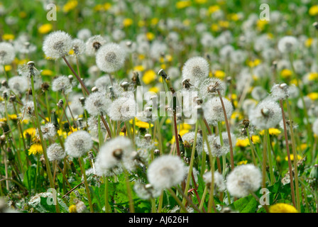 Les pissenlits dans les semences - Taraxacum vulgaria. Banque D'Images