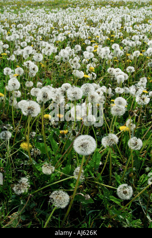 Les pissenlits dans les semences - Taraxacum vulgaria. Banque D'Images