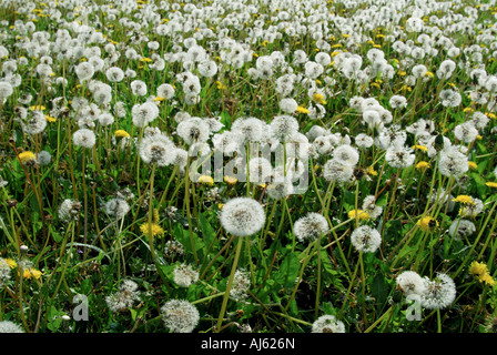 Les pissenlits dans les semences - Taraxacum vulgaria. Banque D'Images