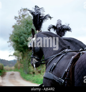 Étalon frison chevaux avec tête à plumes robe tirant une calèche à un enterrement en Carmarthenshire Wales UK KATHY DEWITT Banque D'Images