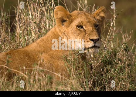 Cette femelle lion regarde ses petits tout en restant à proximité d'un kill Banque D'Images