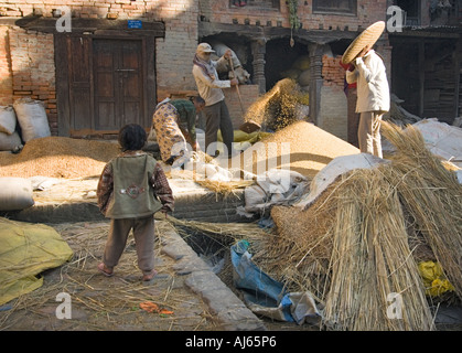 La récolte de riz le peuple agriculteur ASIE Nepal Baktapur bahktapur Bakhtapur Bhaktapur Banque D'Images