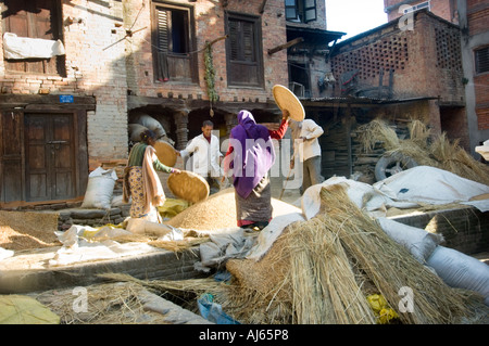 La récolte de riz le peuple agriculteur ASIE Nepal Baktapur bahktapur Bakhtapur Bhaktapur Banque D'Images