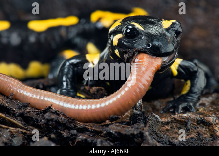 Salamandre terrestre Salamandra salamandra firesalamander la vraie alpine est de manger un ver de terre ver Banque D'Images