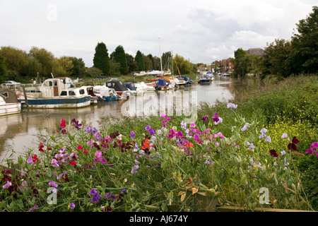 Pois doux Sandwich Kent UK croissant dans jardin de péniche amarrée sur la rivière Stour Banque D'Images