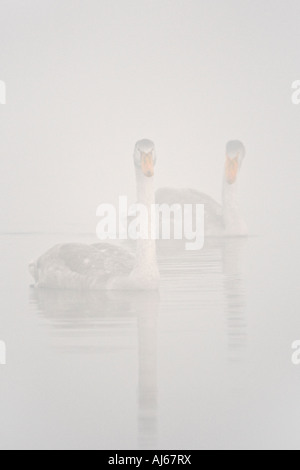 Le Cygne tuberculé Cygnus olor juvénile sur l'eau avec réflexion sur matin brumeux à la première lumière du Cambridgeshire paxton pits Banque D'Images