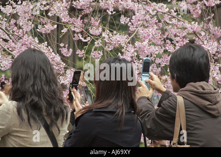 Photographier un cerisier pleureur en utilisant un téléphone mobile au Japon Tokyo Jardins de Rikugien Banque D'Images