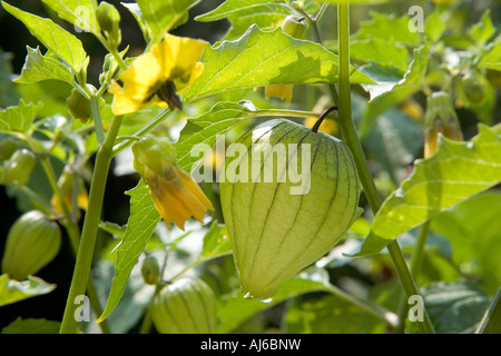 Tomatille plantes à fruits et de fleurs. Banque D'Images