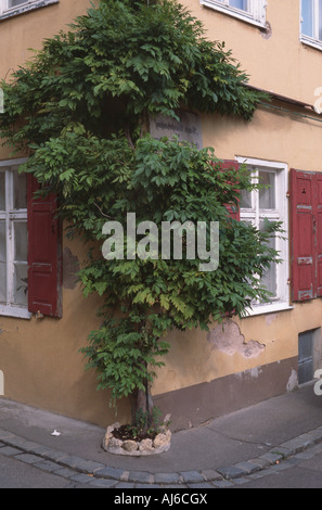 Glycine de Chine (Wisteria sinensis), à bord de maison, Allemagne, Bavière, Franken, Franconia Banque D'Images