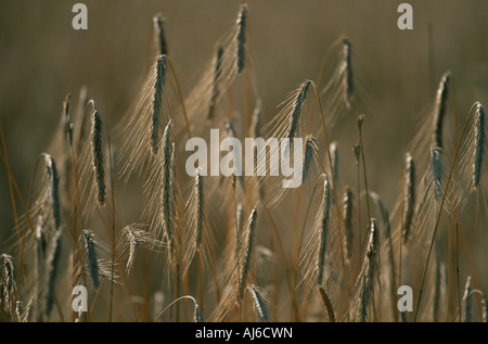L'amidonnier cultivé (Triticum turgidum ssp. dicoccon, Triticum dicoccon), grains, d'Hortobagy Hongrie, Banque D'Images