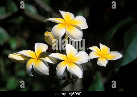 Fleurs de frangipani jaune et blanc, Huahine, Pacifique Sud Banque D'Images