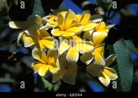 Fleurs de frangipanier blanc et jaune Banque D'Images