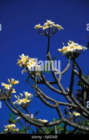 Fleurs de frangipanier sur arbre et ciel bleu Bora Bora Banque D'Images