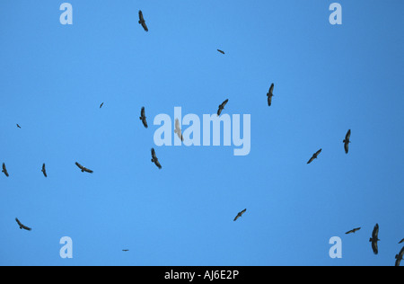 Vautour fauve (Gyps fulvus), encerclant les vautours, l'Espagne, l'Estrémadure Banque D'Images