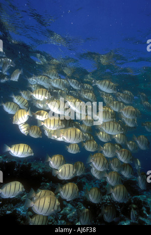 Condamner l'école de natation poisson chirurgien près de Holiday Island dans l'océan Indien aux Maldives Banque D'Images