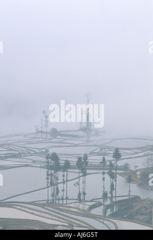 Politique du riz (Oryza sativa), des rizières et du brouillard, de la Chine, Yunnan, Yuanyang, Plateau Mountain Banque D'Images