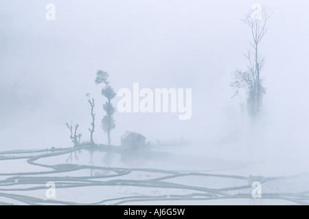 Politique du riz (Oryza sativa), des rizières et du brouillard, de la Chine, Yunnan, Yuanyang, Plateau Mountain Banque D'Images