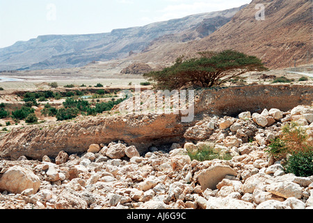 Israël, la Judée désert sur la rive de la mer Morte, d'une rivière. Le ravin profond est causée par de puissantes crues éclair qui se produisent Banque D'Images