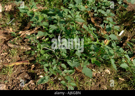 La morelle noire (Solanum nigrum) floraison avec d'autres mauvaises herbes après la récolte de maïs Banque D'Images