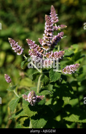 Fleurs sauvages de plantes Mentha spicata Menthe lance Banque D'Images